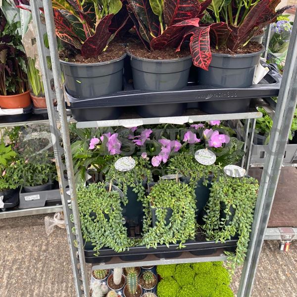 Què és el carro de contenidors de plantes mig danès?