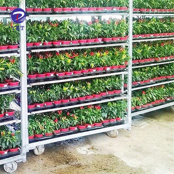 Plantes Cc Carro Carro