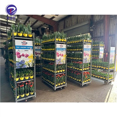 Carrets de plantes d'hivernacle