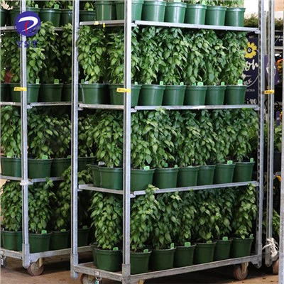 Carretó de plantes rodants